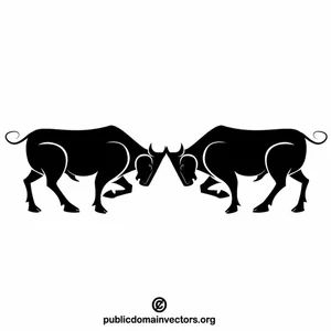 Bulls fight