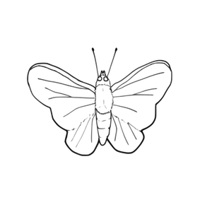 Butterfly line art vector image