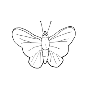 Imagen mariposa línea arte vectorial