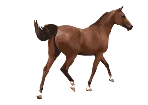 Gekleurde vectorillustratie van een mannelijk paard