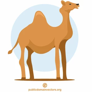 A camel