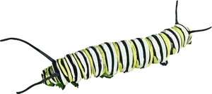 Colorful caterpillar