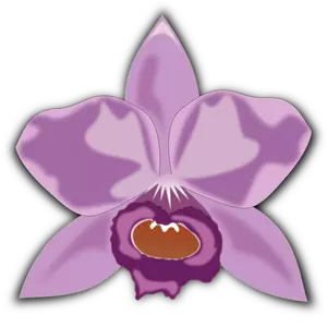 Cattleya ungu