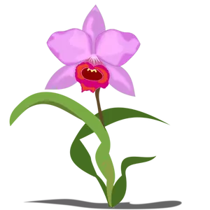 Één Cattleya bloem vectorafbeeldingen