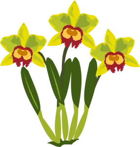 Cattleya vector illustraties