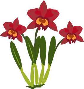 Cattleya bloem kleur illustratie