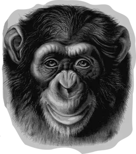 Šimpanz hlava