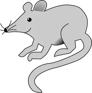 Rat vector image