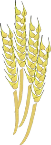 Grafika wektorowa z pszenicy osłony