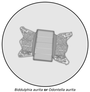 Diatom vector image