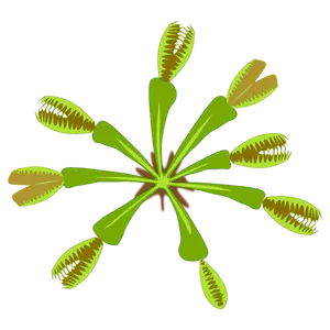 Vector graphics of carnivorous plant view from top