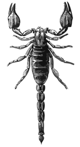 Dibujo vectorial de escorpión en escala de grises
