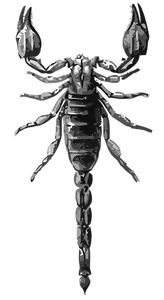 Scorpion în tonuri de gri de desen vector