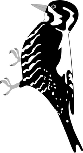 Vector image of a bird