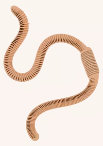 Een regenworm