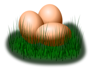 Eggs in grass vector image