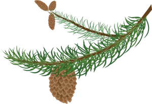 Fir branch with cones