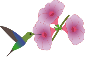 Colibri-Vogel Kommissionierung auf eine Blume-illustration