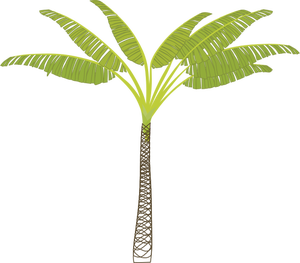 Vector image of tropical palm tree