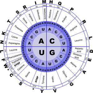 Immagine di vettore del codice genetico RNA