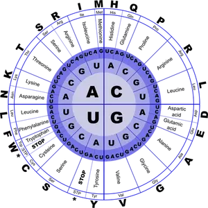 Genetisk kode RNA vektor image