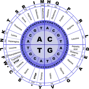 Genetic code vector image