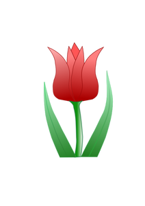 Tulipan kwiat wektor clipart