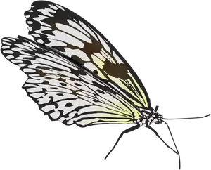 Wandelen vlinder vector tekening