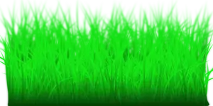 Tall green grass