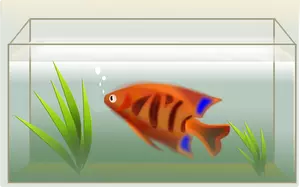 Orange fisk i akvariet vector illustrasjon