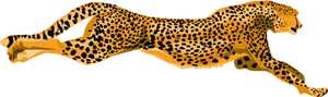 Leopard cheetah vektor image
