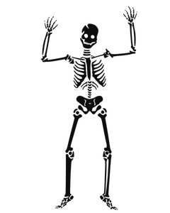 Scary human skeleton vector image