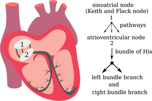 Vector drawing of heart electrical system