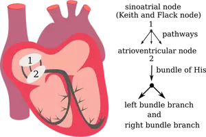 Vector drawing of heart electrical system