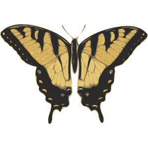 Vector image of tiger pattern butterfly