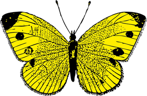 Immagine di vettore di farfalla nera e gialla