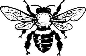 Vector image of honey bee