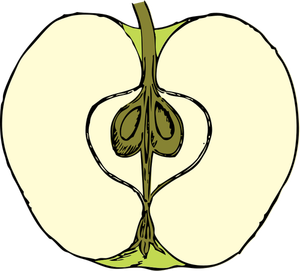 Image vectorielle de pomme coupés en deux