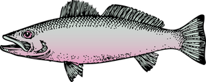 Generic river fish vector drawing