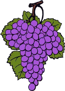 Gambar buah anggur yang matang vektor