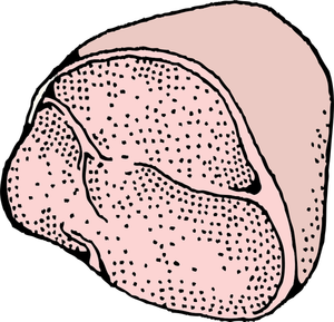 Ham vector graphics