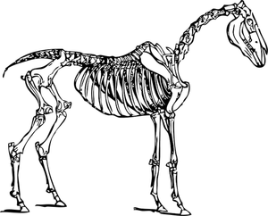 Vector image of horse skeleton
