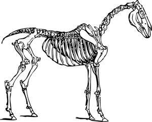Vektor-Bild Pferd Skelett