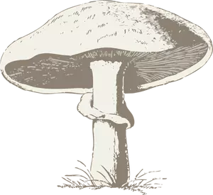 Vector image of a mushroom