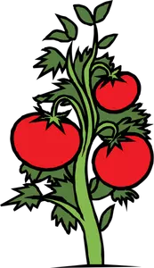 Tomato plant vector clip art
