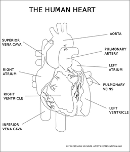 Vector afbeelding van het menselijk hart