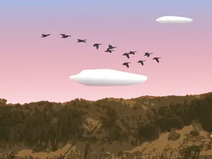 Geese over forest