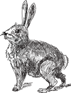 Kanin vektor illustration