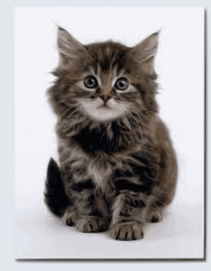 Image vectorielle doux chaton