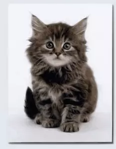 Sweet kitten vector image